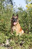 MALINOIS 413